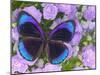 Blue and Black Butterfly on Lavender Flowers, Sammamish, Washington, USA-Darrell Gulin-Mounted Premium Photographic Print