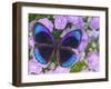 Blue and Black Butterfly on Lavender Flowers, Sammamish, Washington, USA-Darrell Gulin-Framed Photographic Print