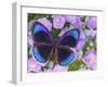 Blue and Black Butterfly on Lavender Flowers, Sammamish, Washington, USA-Darrell Gulin-Framed Photographic Print