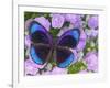 Blue and Black Butterfly on Lavender Flowers, Sammamish, Washington, USA-Darrell Gulin-Framed Photographic Print