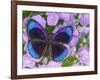 Blue and Black Butterfly on Lavender Flowers, Sammamish, Washington, USA-Darrell Gulin-Framed Photographic Print