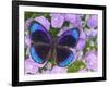 Blue and Black Butterfly on Lavender Flowers, Sammamish, Washington, USA-Darrell Gulin-Framed Photographic Print