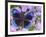 Blue and Black Butterfly on Lavender Flowers, Sammamish, Washington, USA-Darrell Gulin-Framed Photographic Print