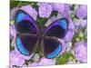 Blue and Black Butterfly on Lavender Flowers, Sammamish, Washington, USA-Darrell Gulin-Mounted Photographic Print