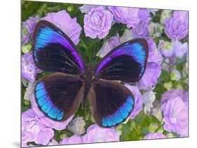 Blue and Black Butterfly on Lavender Flowers, Sammamish, Washington, USA-Darrell Gulin-Mounted Photographic Print