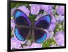 Blue and Black Butterfly on Lavender Flowers, Sammamish, Washington, USA-Darrell Gulin-Framed Photographic Print