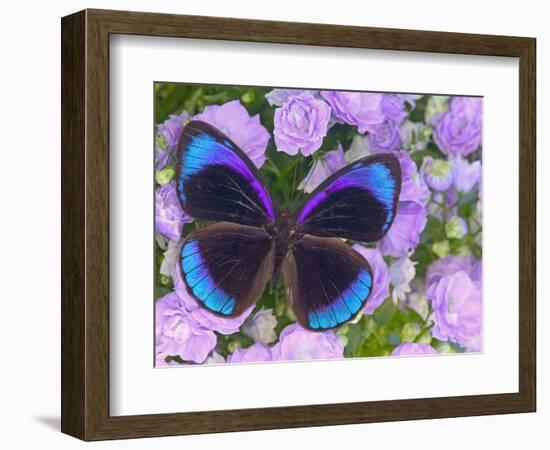 Blue and Black Butterfly on Lavender Flowers, Sammamish, Washington, USA-Darrell Gulin-Framed Photographic Print