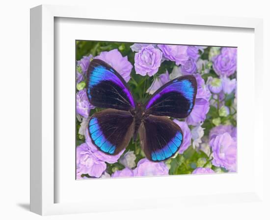 Blue and Black Butterfly on Lavender Flowers, Sammamish, Washington, USA-Darrell Gulin-Framed Photographic Print