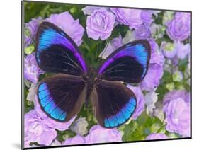 Blue and Black Butterfly on Lavender Flowers, Sammamish, Washington, USA-Darrell Gulin-Mounted Photographic Print
