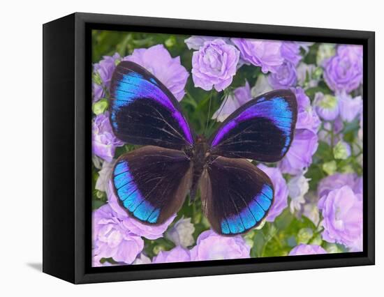 Blue and Black Butterfly on Lavender Flowers, Sammamish, Washington, USA-Darrell Gulin-Framed Stretched Canvas