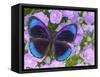 Blue and Black Butterfly on Lavender Flowers, Sammamish, Washington, USA-Darrell Gulin-Framed Stretched Canvas