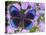 Blue and Black Butterfly on Lavender Flowers, Sammamish, Washington, USA-Darrell Gulin-Stretched Canvas