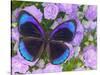 Blue and Black Butterfly on Lavender Flowers, Sammamish, Washington, USA-Darrell Gulin-Stretched Canvas