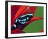 Blue and Black Poison Dart Frog, Panama Blue-Adam Jones-Framed Photographic Print