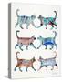 Blue and Brown Cat Collection-Cat Coquillette-Stretched Canvas