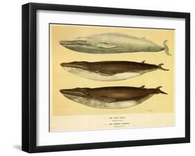 Blue and Fin Whales, 1905-null-Framed Giclee Print