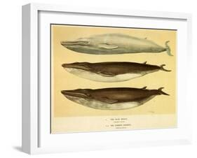 Blue and Fin Whales, 1905-null-Framed Giclee Print