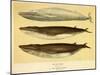 Blue and Fin Whales, 1905-null-Mounted Giclee Print