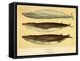 Blue and Fin Whales, 1905-null-Framed Stretched Canvas