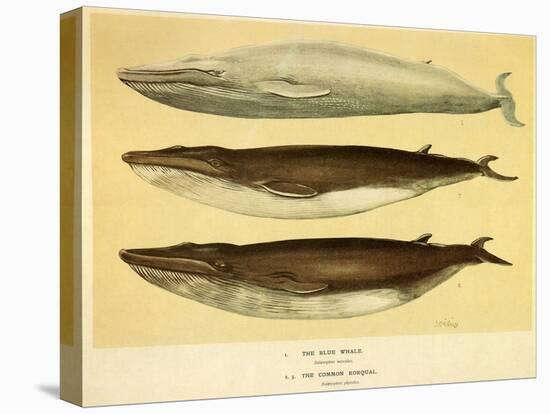 Blue and Fin Whales, 1905-null-Stretched Canvas