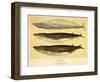 Blue and Fin Whales, 1905-null-Framed Giclee Print