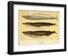 Blue and Fin Whales, 1905-null-Framed Giclee Print