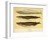 Blue and Fin Whales, 1905-null-Framed Giclee Print