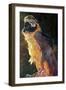 Blue and Gold Macaw, 1997-Odile Kidd-Framed Giclee Print