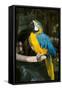 Blue and Gold Macaw (Ara Ararauna) Captive, R- Panama and South Venezuela-Lynn M^ Stone-Framed Stretched Canvas