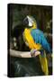 Blue and Gold Macaw (Ara Ararauna) Captive, R- Panama and South Venezuela-Lynn M^ Stone-Stretched Canvas