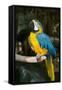 Blue and Gold Macaw (Ara Ararauna) Captive, R- Panama and South Venezuela-Lynn M^ Stone-Framed Stretched Canvas