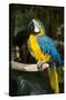 Blue and Gold Macaw (Ara Ararauna) Captive, R- Panama and South Venezuela-Lynn M^ Stone-Stretched Canvas