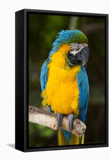 Blue and Gold Macaw (Ara Ararauna) Captive, R- Panama and South Venezuela-Lynn M^ Stone-Framed Stretched Canvas