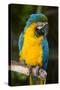 Blue and Gold Macaw (Ara Ararauna) Captive, R- Panama and South Venezuela-Lynn M^ Stone-Stretched Canvas