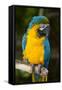 Blue and Gold Macaw (Ara Ararauna) Captive, R- Panama and South Venezuela-Lynn M^ Stone-Framed Stretched Canvas