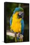 Blue and Gold Macaw (Ara Ararauna) Captive, R- Panama and South Venezuela-Lynn M^ Stone-Framed Stretched Canvas
