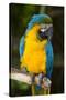 Blue and Gold Macaw (Ara Ararauna) Captive, R- Panama and South Venezuela-Lynn M^ Stone-Stretched Canvas