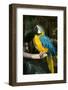 Blue and Gold Macaw (Ara Ararauna) Captive, R- Panama and South Venezuela-Lynn M^ Stone-Framed Photographic Print