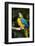 Blue and Gold Macaw (Ara Ararauna) Captive, R- Panama and South Venezuela-Lynn M^ Stone-Framed Photographic Print