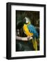 Blue and Gold Macaw (Ara Ararauna) Captive, R- Panama and South Venezuela-Lynn M^ Stone-Framed Photographic Print