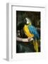 Blue and Gold Macaw (Ara Ararauna) Captive, R- Panama and South Venezuela-Lynn M^ Stone-Framed Photographic Print