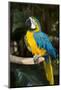 Blue and Gold Macaw (Ara Ararauna) Captive, R- Panama and South Venezuela-Lynn M^ Stone-Mounted Photographic Print