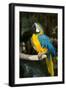 Blue and Gold Macaw (Ara Ararauna) Captive, R- Panama and South Venezuela-Lynn M^ Stone-Framed Photographic Print