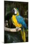 Blue and Gold Macaw (Ara Ararauna) Captive, R- Panama and South Venezuela-Lynn M^ Stone-Mounted Photographic Print