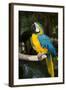 Blue and Gold Macaw (Ara Ararauna) Captive, R- Panama and South Venezuela-Lynn M^ Stone-Framed Photographic Print