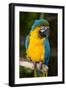 Blue and Gold Macaw (Ara Ararauna) Captive, R- Panama and South Venezuela-Lynn M^ Stone-Framed Photographic Print