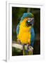 Blue and Gold Macaw (Ara Ararauna) Captive, R- Panama and South Venezuela-Lynn M^ Stone-Framed Photographic Print