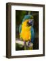 Blue and Gold Macaw (Ara Ararauna) Captive, R- Panama and South Venezuela-Lynn M^ Stone-Framed Photographic Print