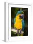 Blue and Gold Macaw (Ara Ararauna) Captive, R- Panama and South Venezuela-Lynn M^ Stone-Framed Photographic Print