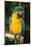 Blue and Gold Macaw (Ara Ararauna) Captive, R- Panama and South Venezuela-Lynn M^ Stone-Mounted Photographic Print